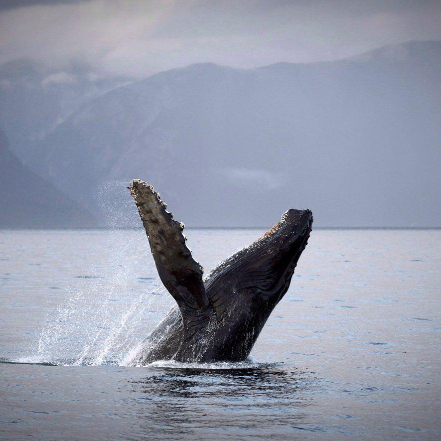 Fisheries Department investigating humpback death off B.C.'s Keats Island